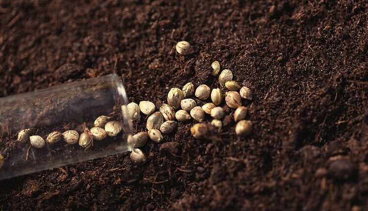 EARLY QUEEN REGULAR SEEDS